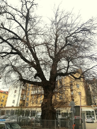 L’arbre le plus vieux de Sofia